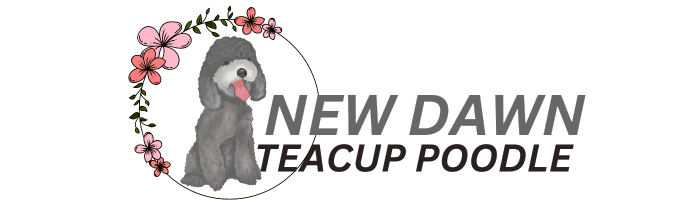 New Dawn Teacup Poodle
